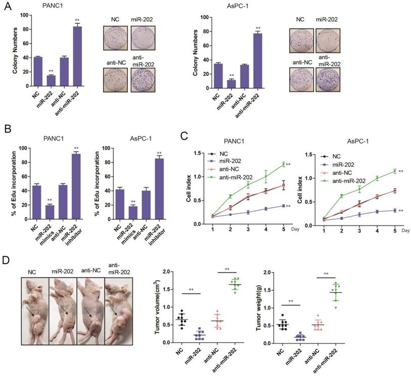 J Cancer Image