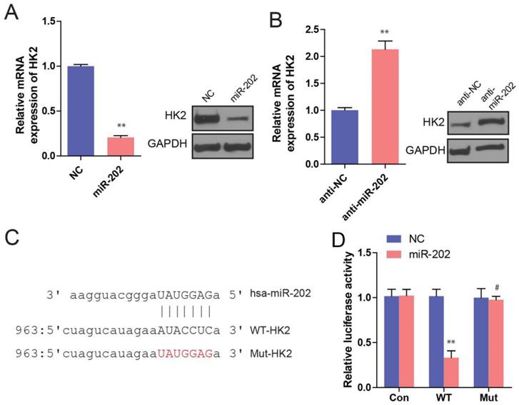 J Cancer Image