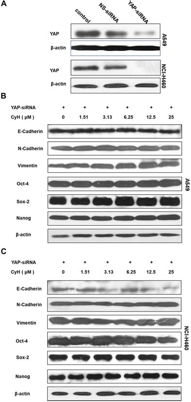 J Cancer Image