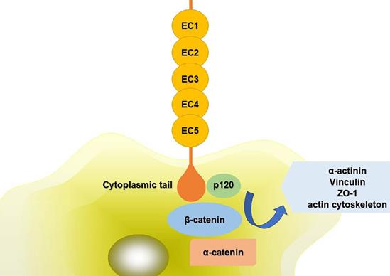 J Cancer Image