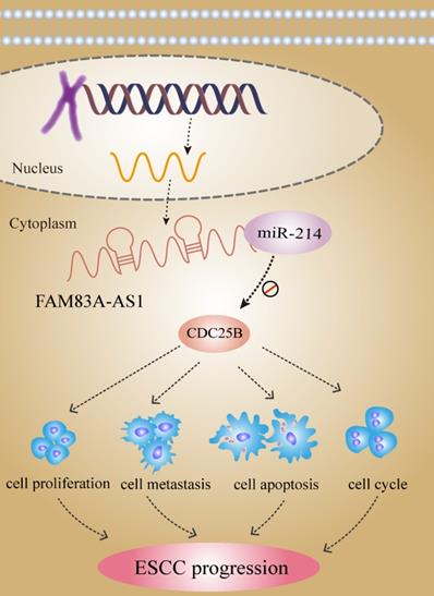 J Cancer Image