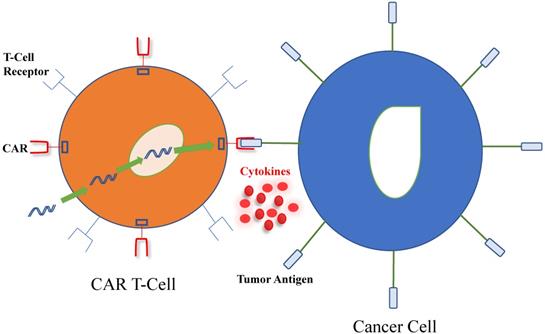 J Cancer Image