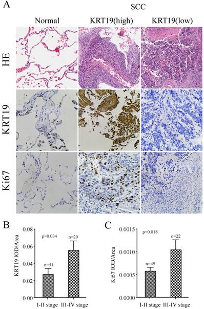 J Cancer Image