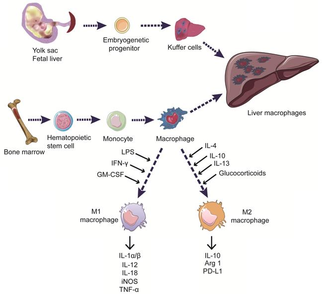 J Cancer Image