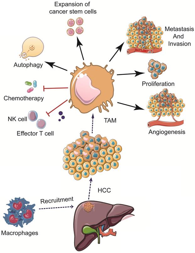 J Cancer Image