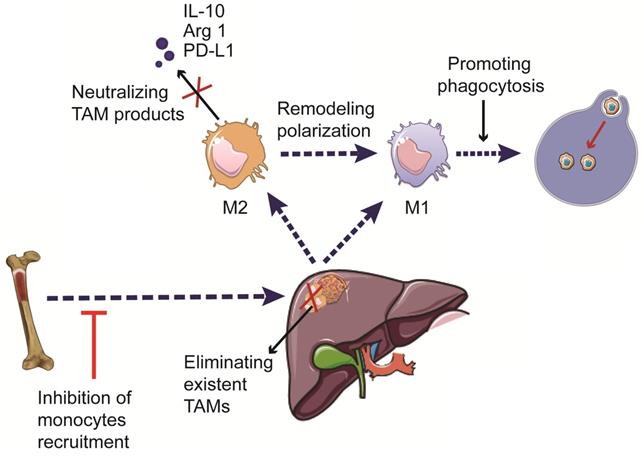 J Cancer Image