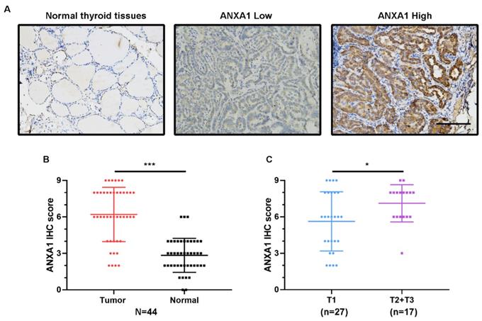 J Cancer Image