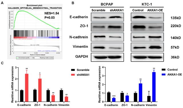 J Cancer Image