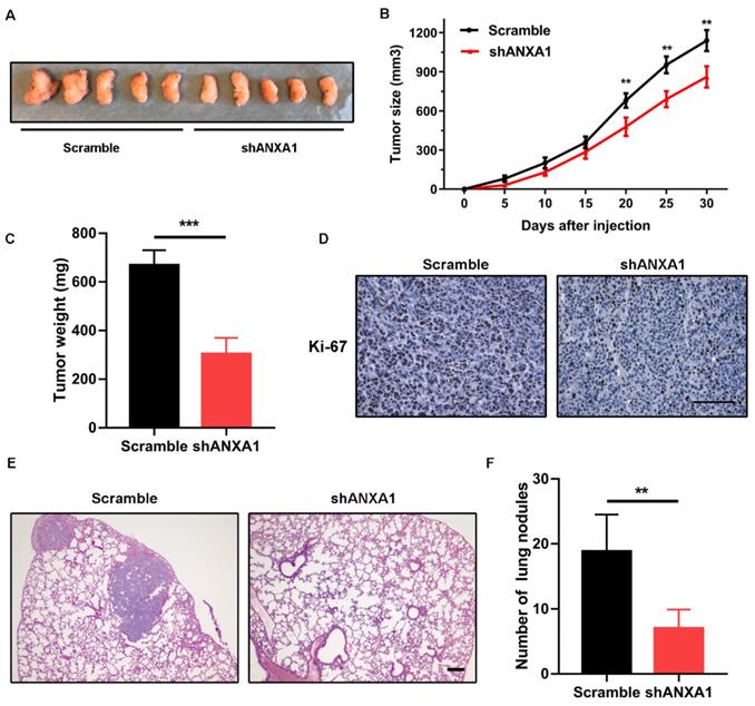 J Cancer Image