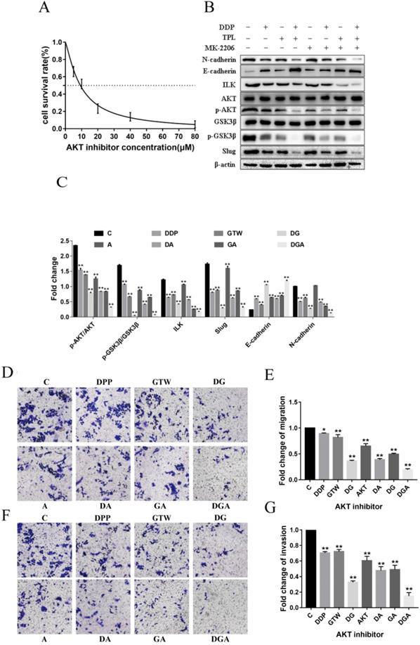 J Cancer Image