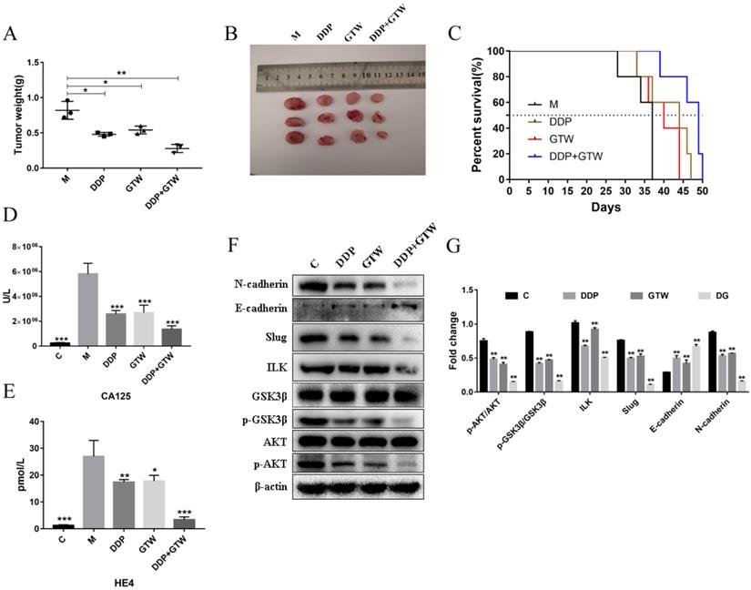 J Cancer Image