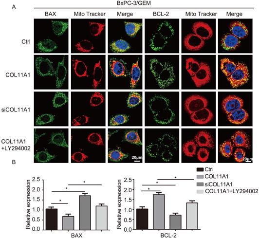 J Cancer Image