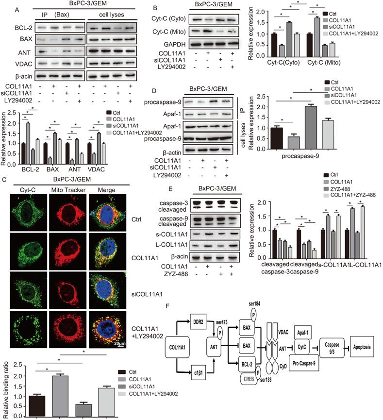 J Cancer Image