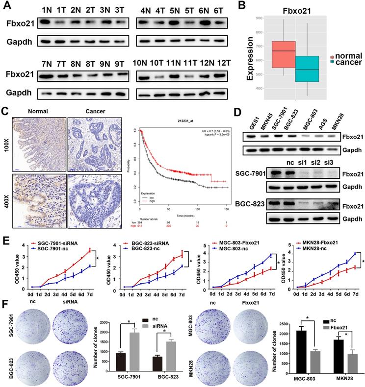 J Cancer Image