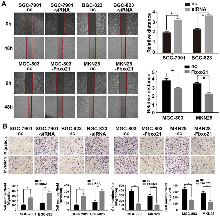 J Cancer Image