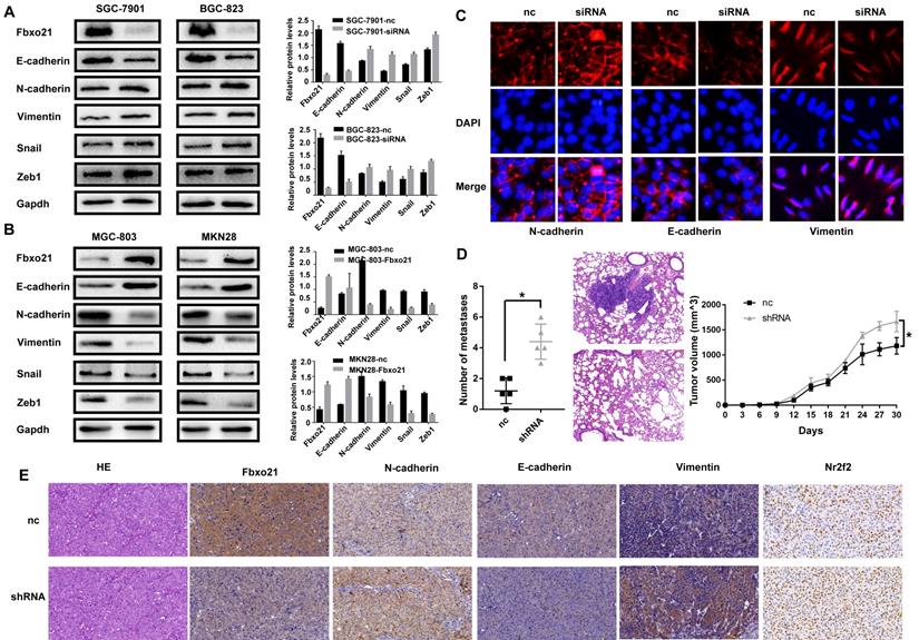 J Cancer Image