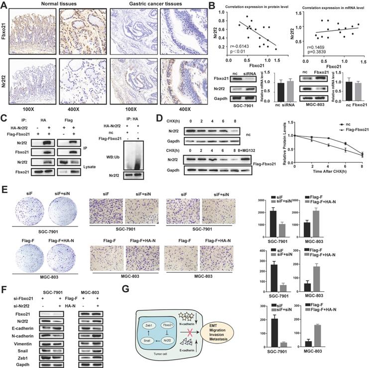 J Cancer Image