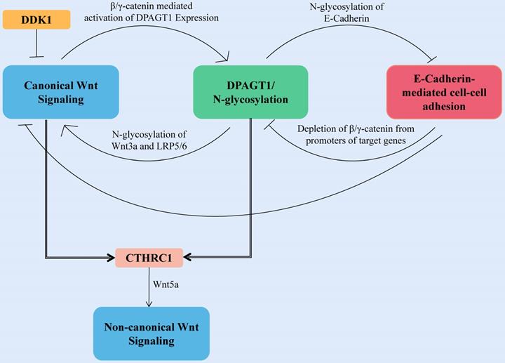 J Cancer Image