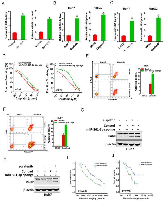 J Cancer Image