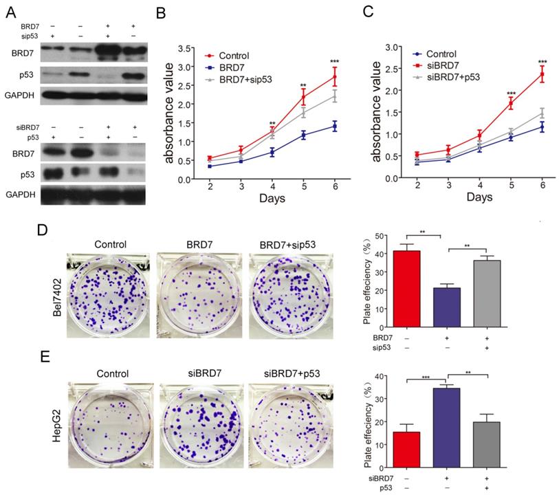 J Cancer Image