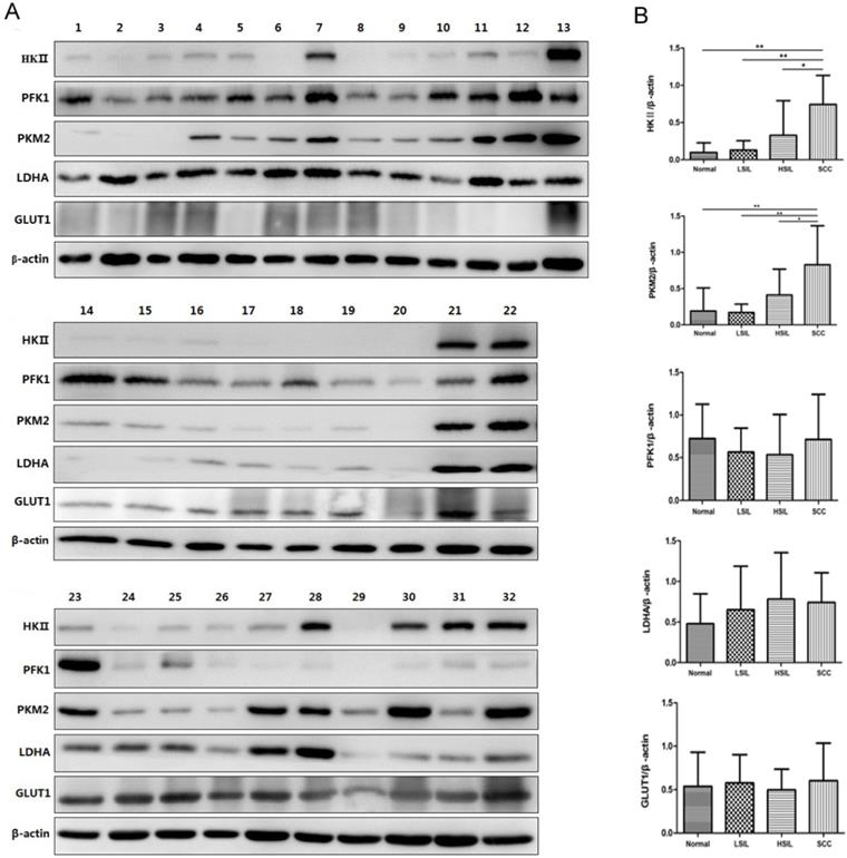 J Cancer Image