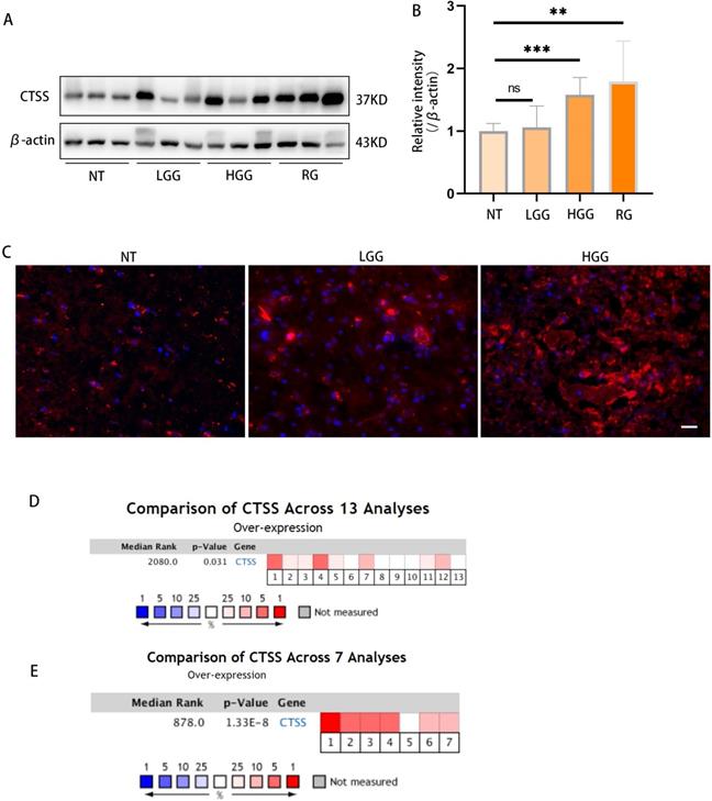 J Cancer Image