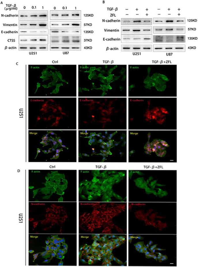 J Cancer Image