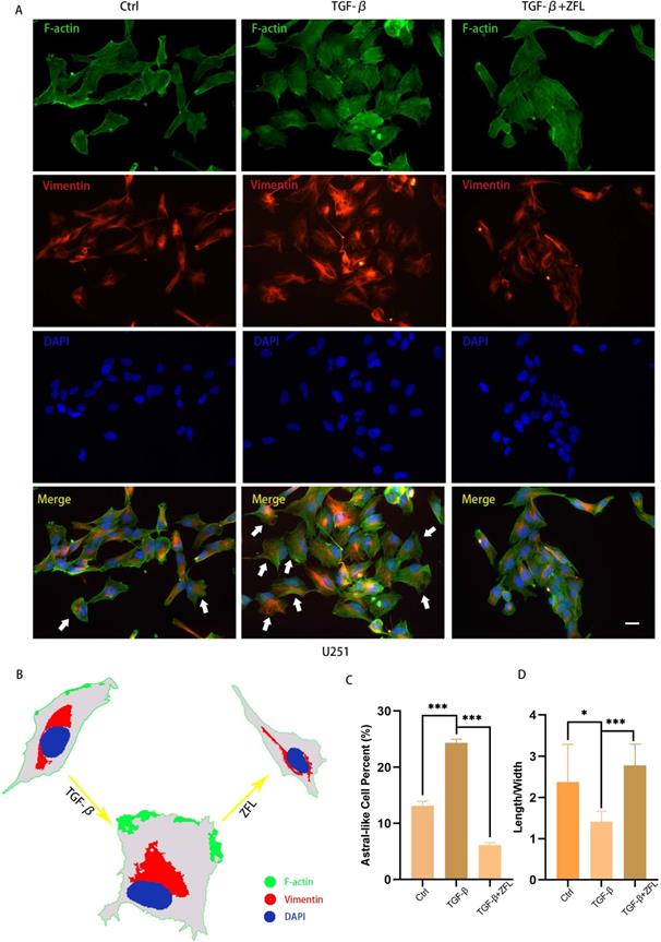 J Cancer Image