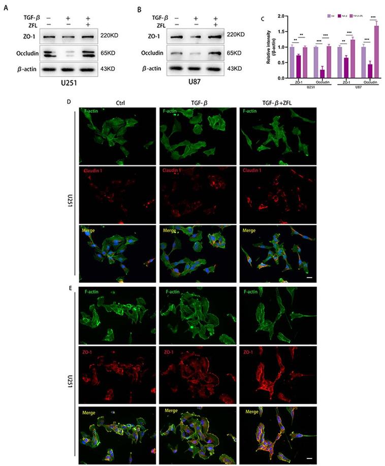 J Cancer Image