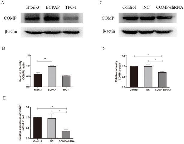 J Cancer Image