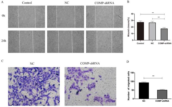 J Cancer Image