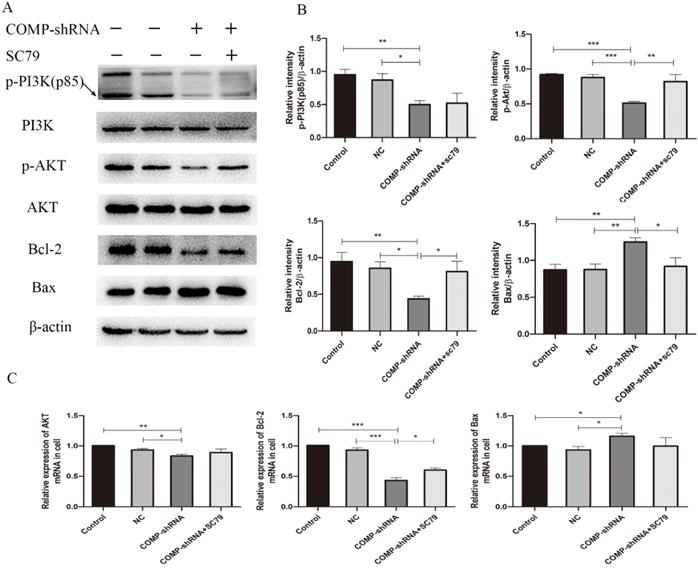 J Cancer Image