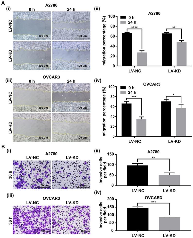 J Cancer Image