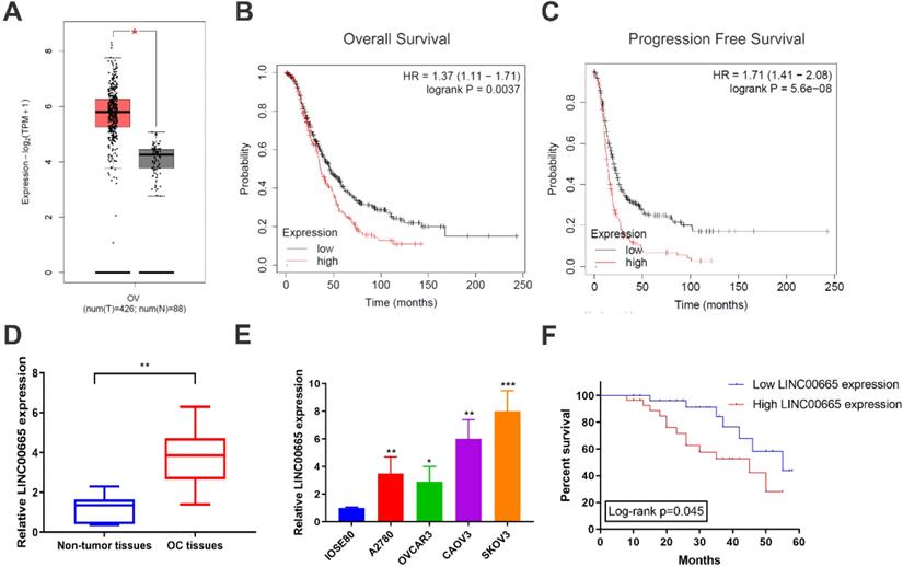 J Cancer Image