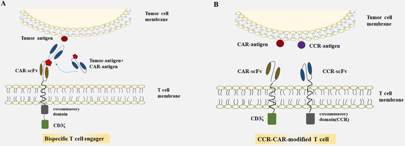 J Cancer Image