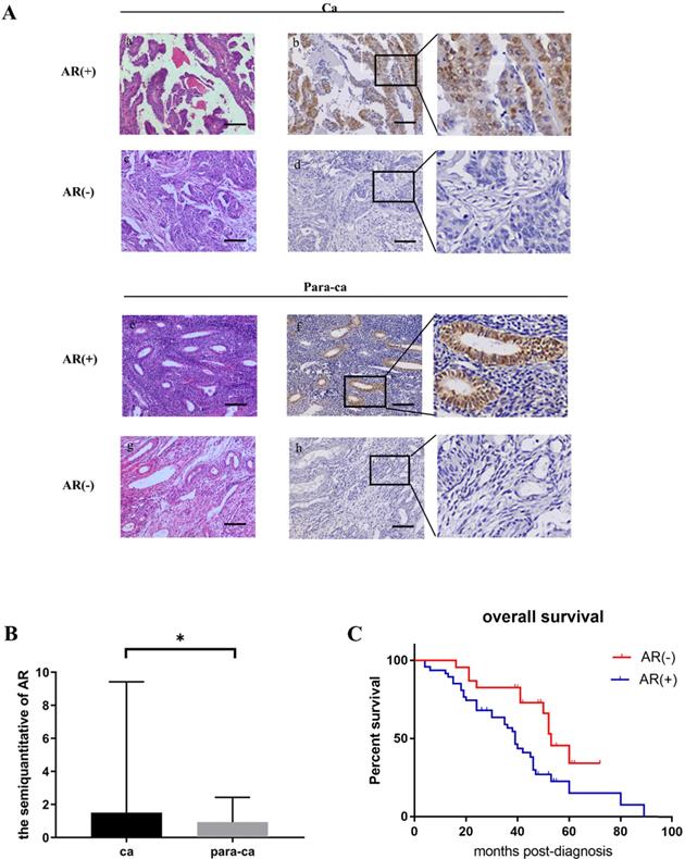 J Cancer Image