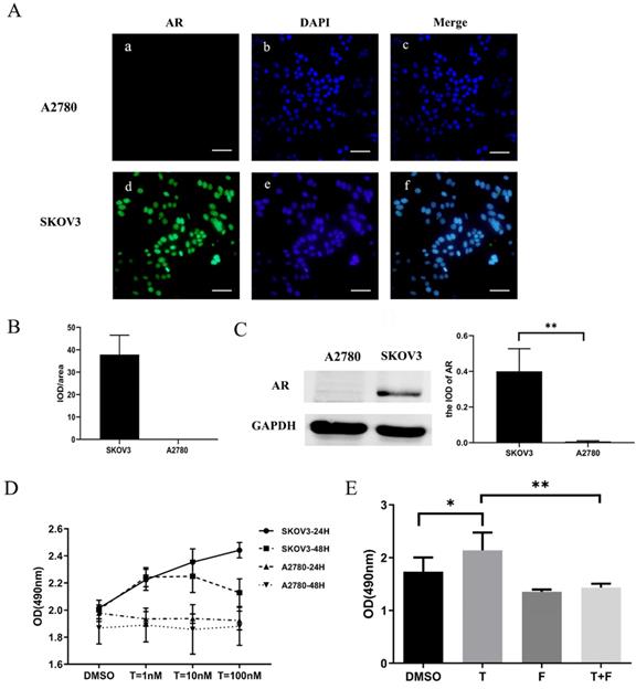 J Cancer Image