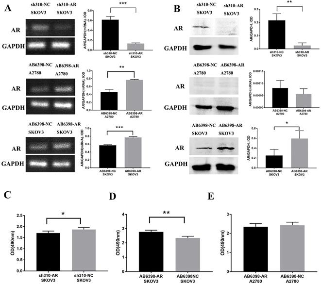 J Cancer Image