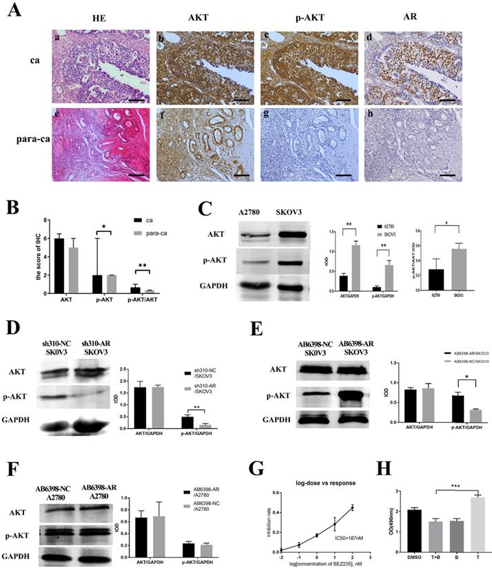 J Cancer Image