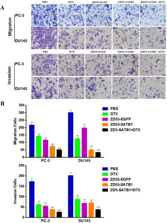 J Cancer Image