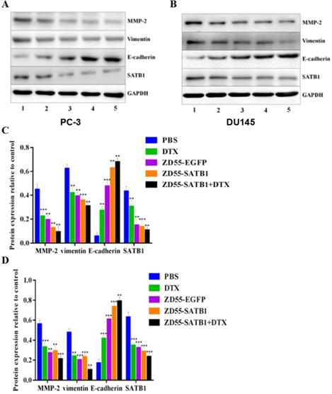 J Cancer Image