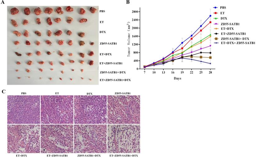 J Cancer Image