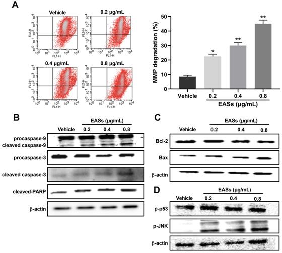 J Cancer Image