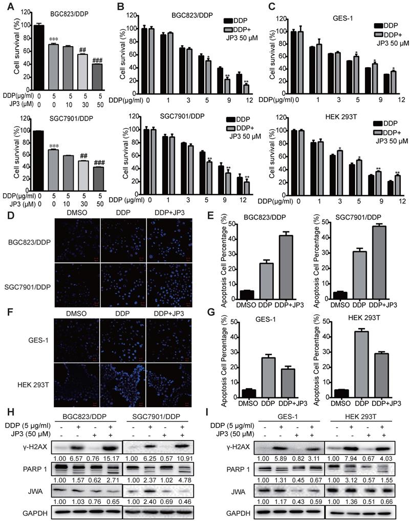 J Cancer Image