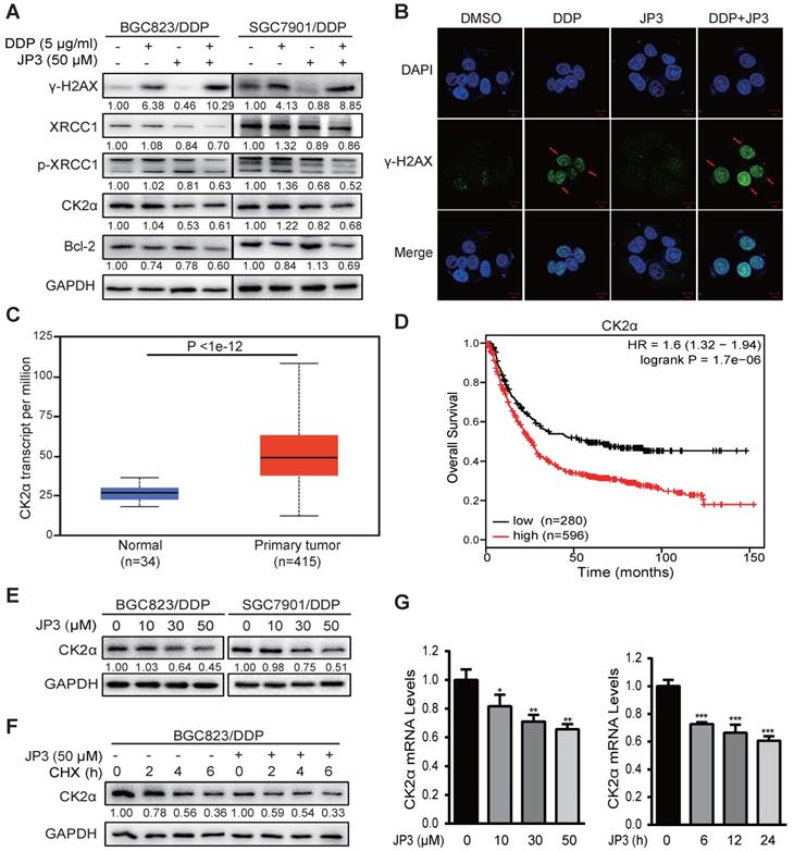 J Cancer Image