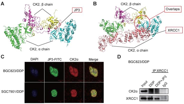 J Cancer Image