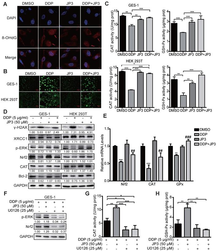 J Cancer Image