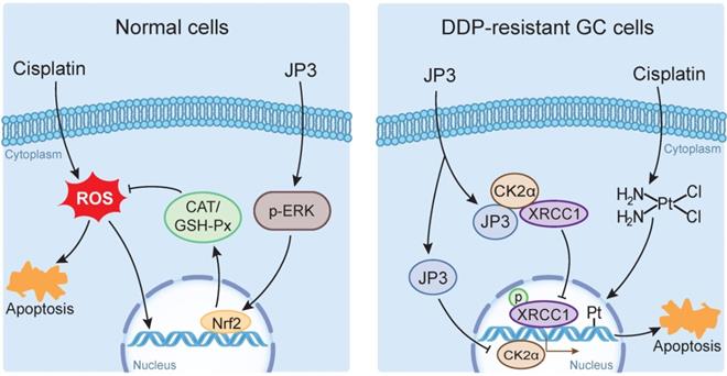 J Cancer Image