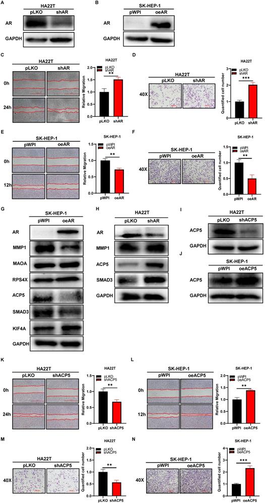 J Cancer Image