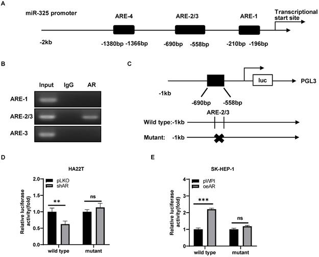 J Cancer Image